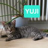 YUJI ET MEGUMI À ADOPTER ENSEMBLE