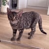 YUJI ET MEGUMI À ADOPTER ENSEMBLE