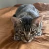 YUJI ET MEGUMI À ADOPTER ENSEMBLE