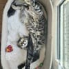 CEYLON À ADOPTER AVEC UN COPAIN CHAT