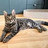 CEYLON À ADOPTER AVEC UN COPAIN CHAT