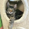 CEYLON À ADOPTER AVEC UN COPAIN CHAT