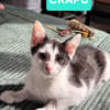 CRAPU À ADOPTER AVEC UN CHAT DÉJÀ PRÉSENT CHEZ VOUS