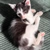 CRAPU À ADOPTER AVEC UN CHAT DÉJÀ PRÉSENT CHEZ VOUS