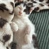 CRAPU À ADOPTER AVEC UN CHAT DÉJÀ PRÉSENT CHEZ VOUS