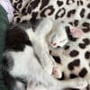 CRAPU À ADOPTER AVEC UN CHAT DÉJÀ PRÉSENT CHEZ VOUS