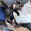 CHASKA ET UQI À ADOPTER EN DUO