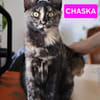 CHASKA ET UQI À ADOPTER EN DUO