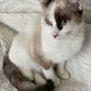 CADANSE À ADOPTER AVEC UN CHAT DÉJÀ PRÉSENT CHEZ VOUS