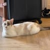 CADANSE À ADOPTER AVEC UN CHAT DÉJÀ PRÉSENT CHEZ VOUS