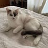 CADANSE À ADOPTER AVEC UN CHAT DÉJÀ PRÉSENT CHEZ VOUS
