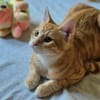 Benji