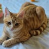 Benji