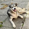 Kenai sucht seine Familie