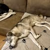 Kenai sucht seine Familie
