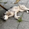 Kenai sucht seine Familie