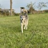 Kenai sucht seine Familie