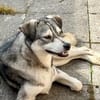 Kenai sucht seine Familie