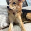 Mausi- Happy Dog sucht Happypeople