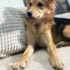 Mausi- Happy Dog sucht Happypeople