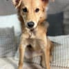 Mausi- Happy Dog sucht Happypeople