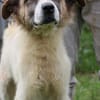 Goran - toller Familienhund