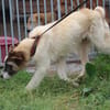 Goran - toller Familienhund