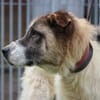 Goran - toller Familienhund