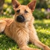 Lusy - sensible Wasserratte mit großem Herz sucht Zuhause mi