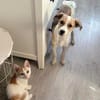 Welpe Tobi sucht sein Zuhause