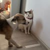 Welpe Tobi sucht sein Zuhause