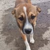 Willi sucht neuen Wirkungskreis in einer Familie