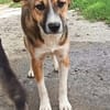 Willi sucht neuen Wirkungskreis in einer Familie