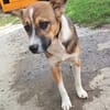 Willi sucht neuen Wirkungskreis in einer Familie