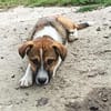 Willi sucht neuen Wirkungskreis in einer Familie