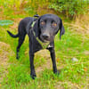 Labrador Mix Anton sucht ein Zuhause