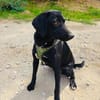 Labrador Mix Anton sucht ein Zuhause
