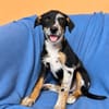 Stanley sucht sein Für-Immer-Zuhause