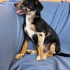 Stanley sucht sein Für-Immer-Zuhause