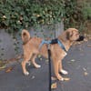 Joschi auf Pflegestelle in Dortmund