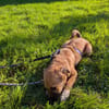 Joschi auf Pflegestelle in Dortmund