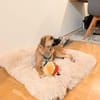 Joschi auf Pflegestelle in Dortmund