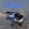 Scarlett sucht fröhliches liebevolles Zuhause