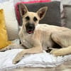Ada, 1 Jahr jung  und diese Öhrchen muss man einfach lieben
