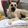 Ada, 1 Jahr jung  und diese Öhrchen muss man einfach lieben