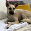 Ada, 1 Jahr jung  und diese Öhrchen muss man einfach lieben