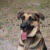 Ivan, großer Kuschelhund