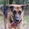 Ivan, großer Kuschelhund