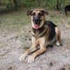 Ivan, großer Kuschelhund