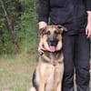 Ivan, großer Kuschelhund